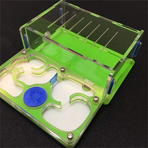 ZSBY Mier Farm Insect Ant Villa Ant-druif M Vliegtuig Vocht Met Voedingsgebied Mier Nest, mier Boerderij Acryl, insect… - Afbeelding 4