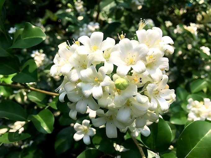 Madhu Kamini Murraya paniculata, Orange Jasmine, Kamini Flower Live All Time Flower Plant (Height 1-2 Feet) Fragrance: Sweet, orange-blossom For Home Garden and Balcony (Pack Of 1)-image-49