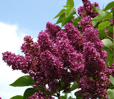 Charles Joly Lilac Seeds*Bulbs*Plants
