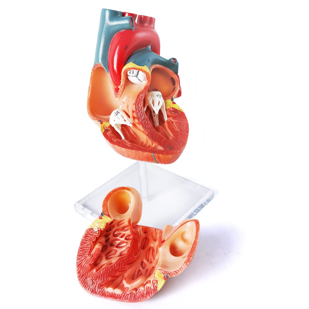Modello di cuore umano per anatomia - Modello di cuore medico a grandezza naturale in 2 parti