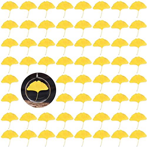 Hojas secas de Ginkgo para manualidades 42 piezas miniatura 1