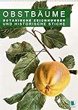 Autor(in): CALVENDO Verlag Obstbäume: Botanische Zeichnungen und historische Stiche (Wandkalender 2021 DIN A2 hoch)