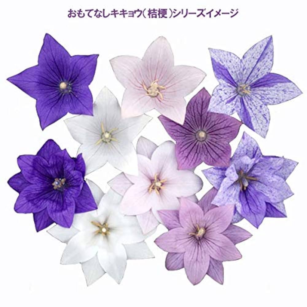 桔梗ページ 51bJyNCtHDL._UF1000,1000_QL80_.jpg