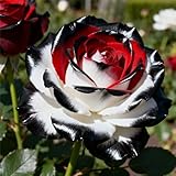 Rizoma de rosa Fragancia exquisita. Raíces de rosas -perenne.Adaptable. Resistente al frío.Puro amor.-1Rizomas-D