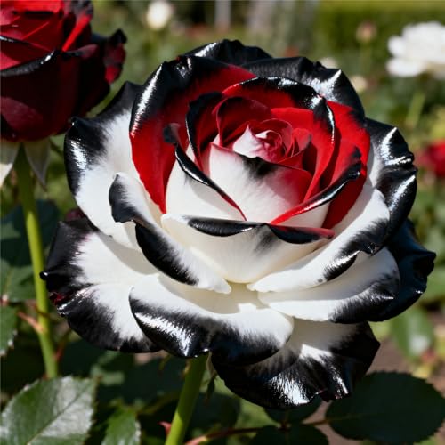 Rizoma de rosa Fragancia exquisita. Raíces de rosas -perenne.Adaptable. Resistente al frío.Puro amor.-1Rizomas-D