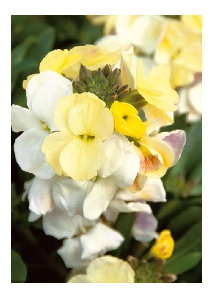 PREMIER SEEDS DIRECT - WallFlower English (Erysimum Cheri) - Ivory White (25 Grams)