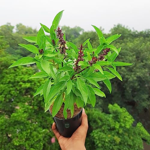 Image of Thai Basil Seeds for Planting for Home Kitchen Garden (Thai Basil)