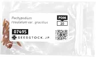 【自家採取】グラキリス種子 100粒 パキポディウム グラキリス 種子100粒