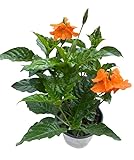 Set 4 Crossandra Flower Plants Live Orange Marmalade Shurb 4-7 Inch Tall, Perennial Crossandra Bush