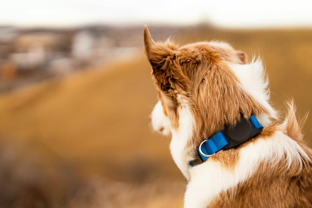 AirTag halsband voor je kat gemaakt van nylon