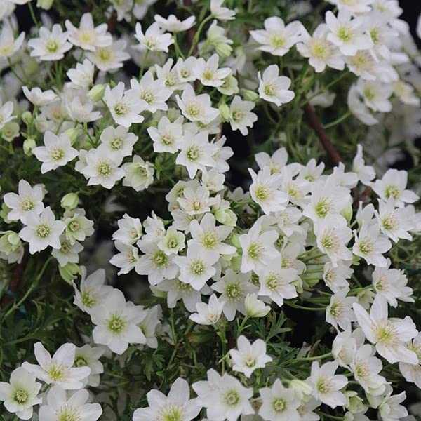 Plant Theory 60cm Cane Clematis Cartmanii Joe White Flowering Vine Climbing Plant 3L Pot