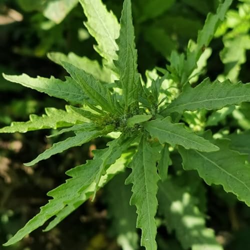 Mixrug Epazote Seeds for Planting 500+pcs Apazote Ambrosoides Herbs Seeds Plants Non-GMO Heirloom High Germination Rate Plants for Home Garden Outdoors