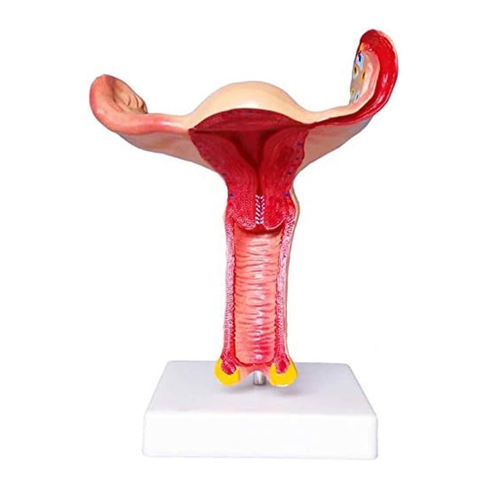 Anatomie du système reproducteur féminin en modèle médical Premium