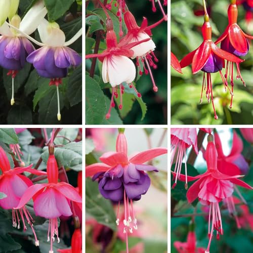 YouGarden The Complete Winter Hardy Fuchsia Collection Set of 12 Plug Plants Ready to Plant