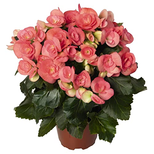 Flor Natural de Interior Begonia Flores Rosa Begonia Elatior