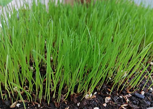 WiesiFix | 3in1 Power Rasenpflaster für Urinflecken in der Wiese | schnellkeimend | Rasennachsaat | Fleckenentferner | Selbstnachanbauset | Hund | tierfreundlich | Gartenpflege |