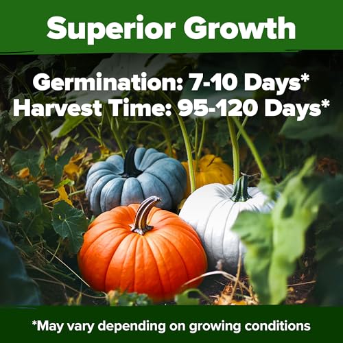 Image of HOME GROWN Pumpkin Seeds 5 Variety Mix 40+ Heirloom Non-GMO, High Germination, Connecticut Field, Blue, White & Mini Pumpkins,Edible & Jack O Lanterns,Autumn Harvest,Ornamental Garden (Cucurbita pepo)