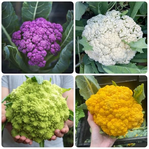 semillas de coliflor, jardín del balcón semillas para camas elevadas regalos sostenibles raras exterior perennes resistentes regalos 600pcs