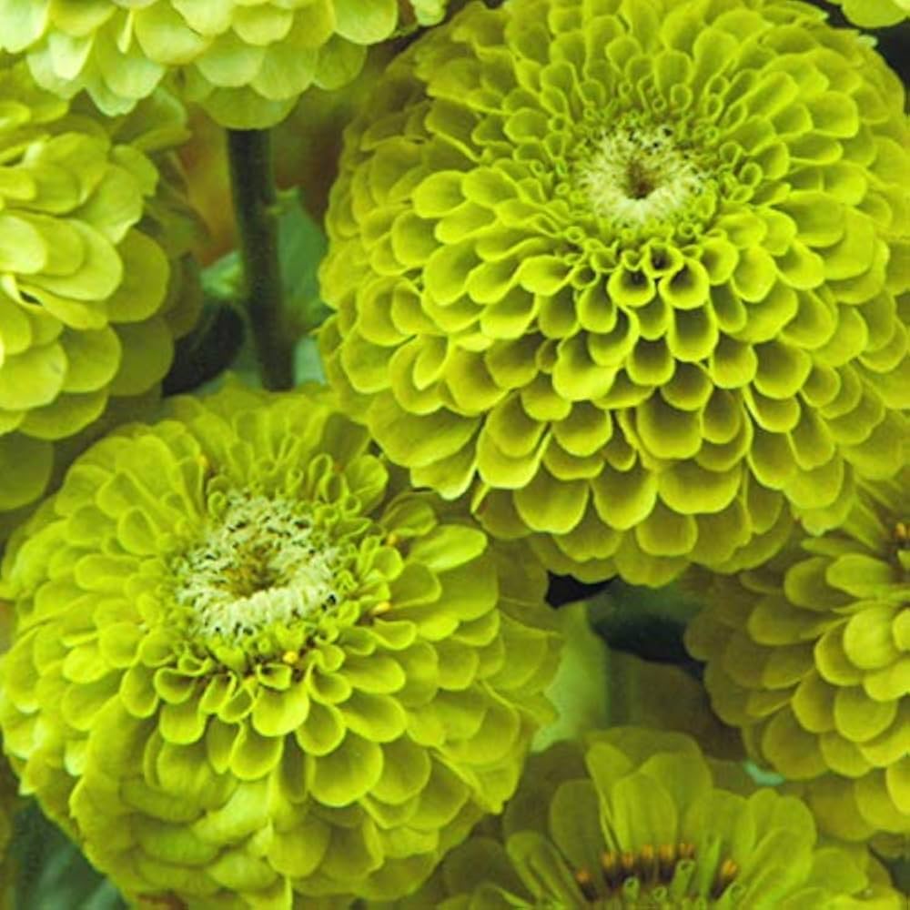 Beaniebabyさま　専用同梱　7苗 Amazon.com: 7AM Enfant Baby Beanie Hat - Unisex Kids Warm