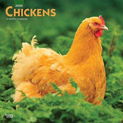 Chickens 2020 12 x 12 Inch Monthly Square Wall Calendar, Domestic Farm Animals (English, French and Spanish Edition)