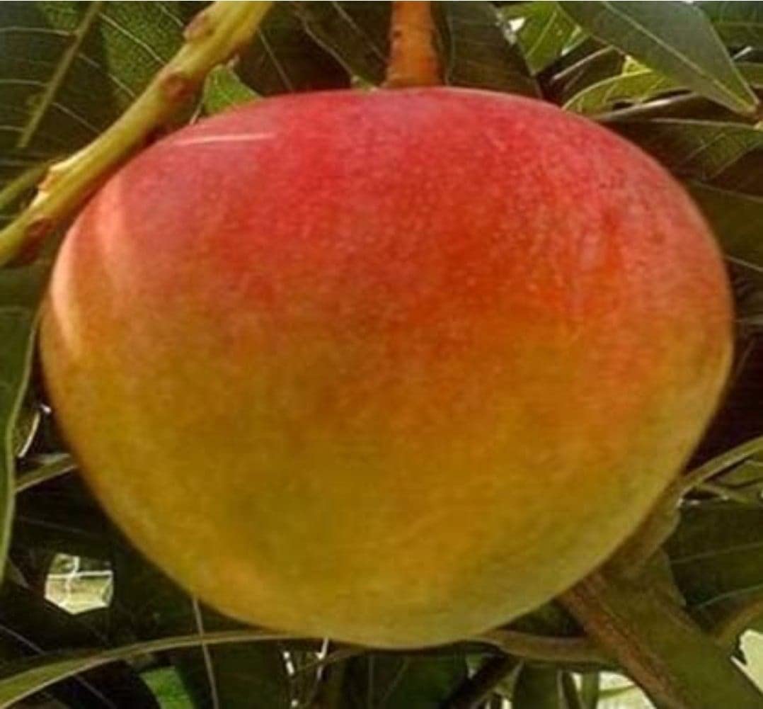 See full amazon price history chart for Mango Fruit 1 Grafted Live Plant - Variety (Apple Mango Plant) Mango Fruit 1 Grafted Live Plant - Variety (Apple Mango Plant) (B0B9XPZFS3) Amazon Price History, Amazon Price Tracker