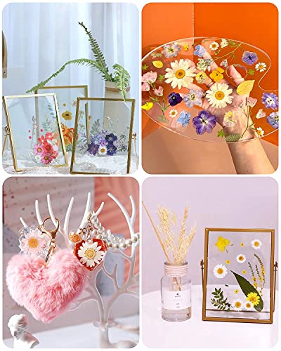 Image of Dried Pressed Real Flowers Colorful Natural Dried Flowers Daisies for Candles Handmade Art & Crafts Epoxy DIY Resin Pendant Jewellery Gifts Accessories Nail Art - Pack of 40 Flowers