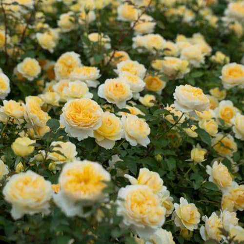 Semillas de rosal, arbustos en resistentes Semillas de rosa trepadora, Rosa chinensis, semillas de cobertura del suelo resistentes para lugares soleados 150pcs