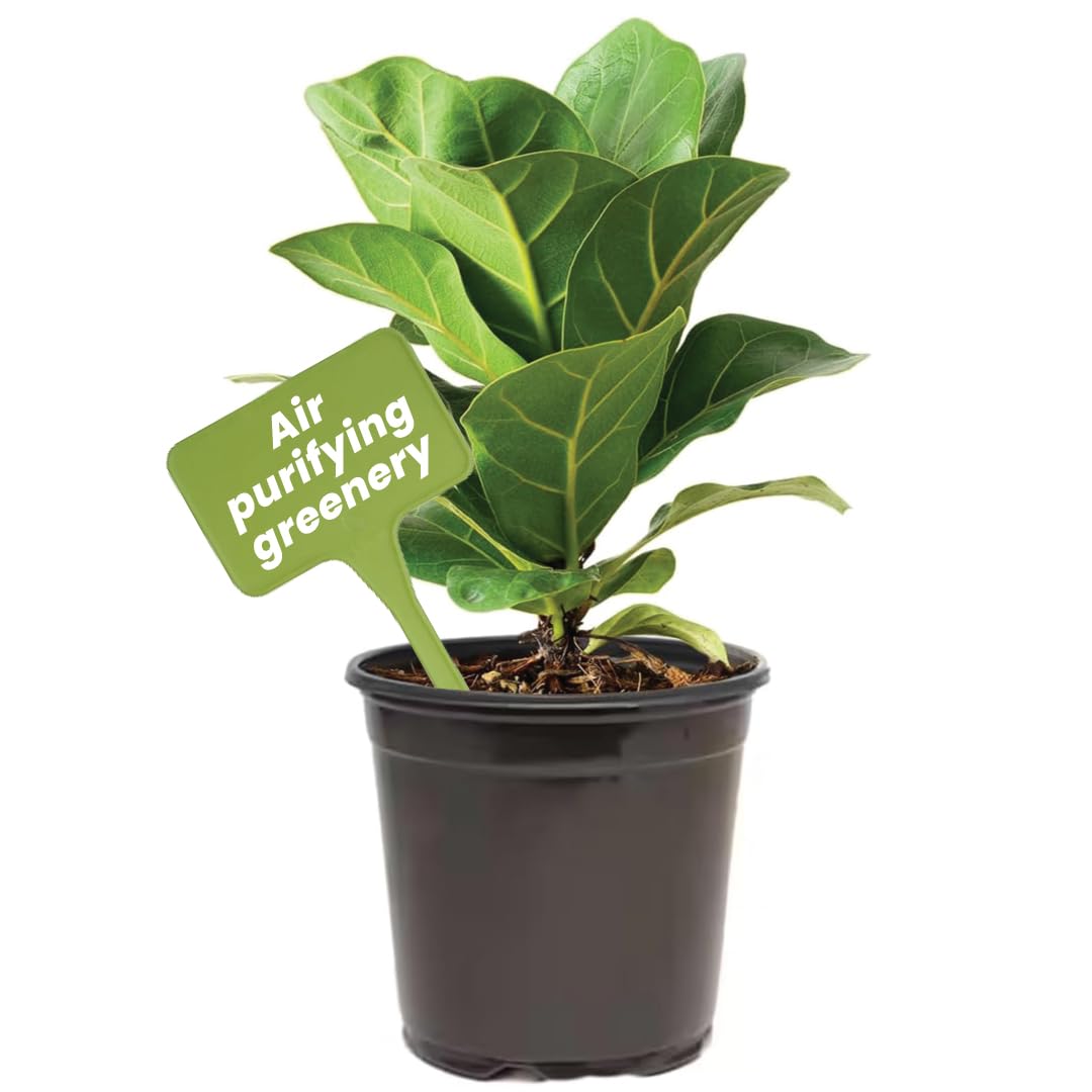 American Plant Exchange Fiddle Leaf Fig