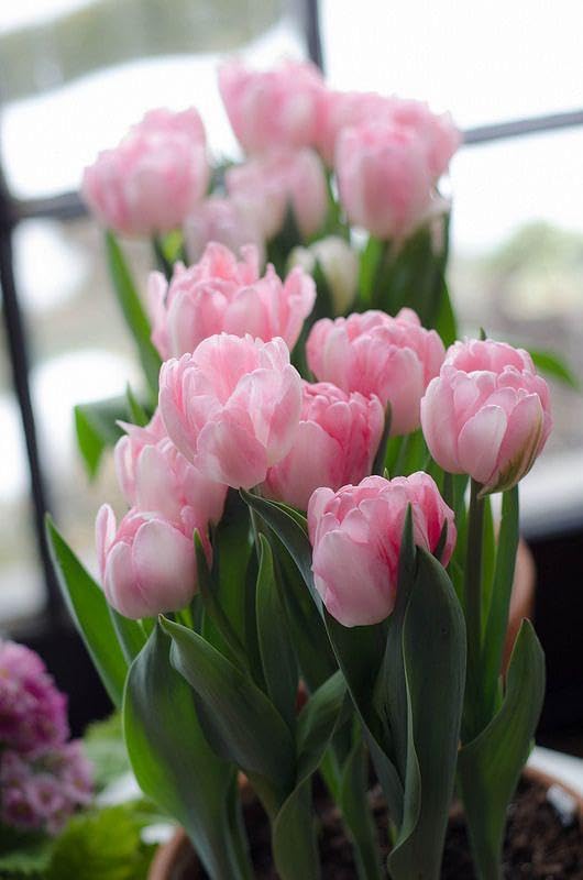 RADHA KRISHNA AGRICULTURE® Tulip Lily Flower Bulbs baby pink Variety