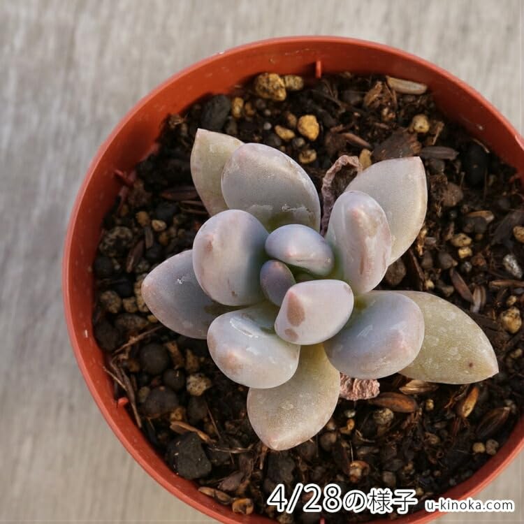 紫色のパキフィツム「紫麗殿」を育てる 山梨で多肉植物を育てるBLOG 紫