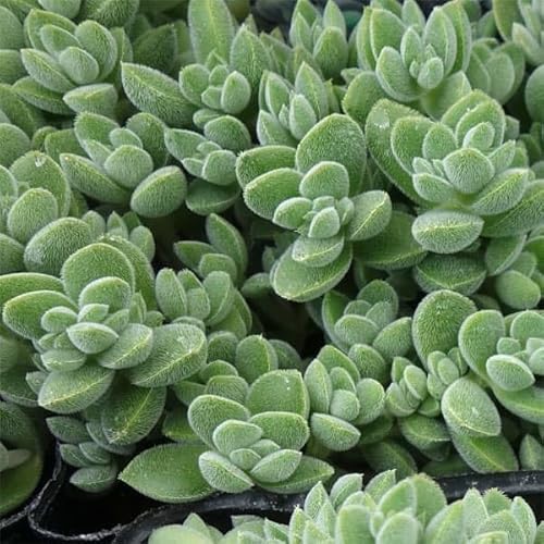 セダム:レモータ3号ポット 2株セット