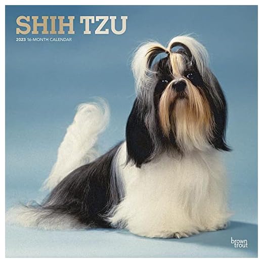 Shih Tzu 2023 Square Foil
