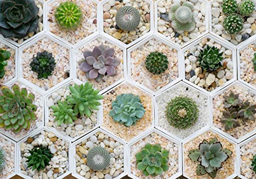 800Pcs Mix Rare Succulent Seeds For Planting, Diy Bonsai Ornamental Plant, Non-Gmo Open Pollinated Seeds #TOP5