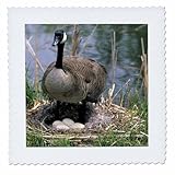 Square dimensions (in inches): 12 L x 12 W, image dimensions (in inches): 10 L x 10 W 100% poloyester; image is soft to touch. Made in USA Edges have pinking shear cut Image will not fade with washing. Image not a transfer, part of material