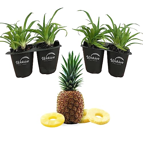 White Pineapple Plant Stunning Varieties And Care Tips 