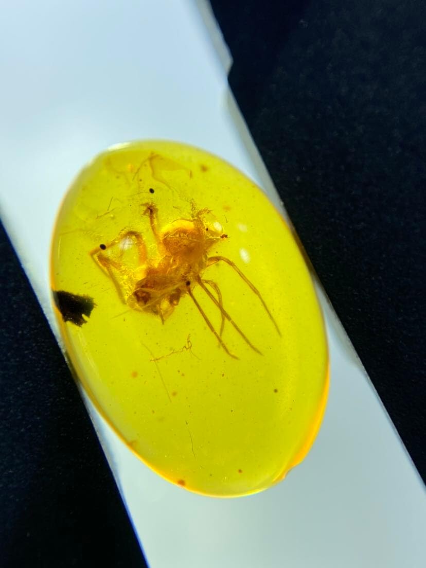 Burmese burmite Cretaceous Big Spider Insect Fossil Amber Myanmar