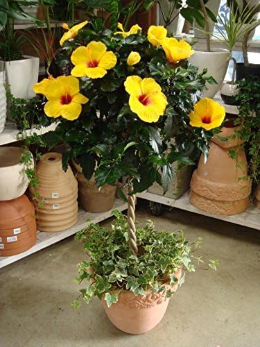 Amazon ハイビスカス ハワイアンイエロー スタンド仕立て 黄色系 アイビーとのシンプル寄せ植え テラコッタ陶器鉢植え 観葉植物 オンライン通販