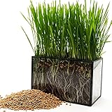 200 Pcs Seeds Organic Cat Grass Seeds | Non-GMO | Rustic Wood Organic Wheatgrass Seeds, Hairball Remedy for Cats, Healthy Pet Grass, Fresh Garden Seeds, Gardeners Choice!