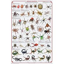 123Posters Laminated Arachnida Poster - Spiders, Scorpions, Ticks and More Educational Chart Poster 24x36