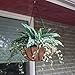 Border Concepts 72188 Wrought Iron Traditional Hanging Basket, 16-Inch