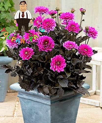 Amazon Co Jp 50個 バッグダリア花ダリア盆栽チャーミング盆栽花盆栽 未ダリア球根 高発芽ホームガーデン鉢植えプラン 7 Diy 工具 ガーデン