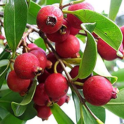 See full amazon price history chart for Aiden Gardens Rare Red Strawberry Guava Plant Psidium cattleyanum Cattley Guava 1 Healthy Live Plant (Layering) Aiden Gardens Rare Red Strawberry Guava Plant Psidium cattleyanum Cattley Guava 1 Healthy Live Plant (Layering) (B095X4FG8K) Amazon Price History, Amazon Price Tracker