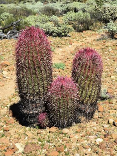 Hardgrown Fire Barrel Cactus (Ferocactus gracilis) - Large - Live