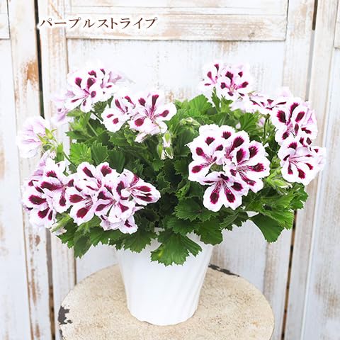 Amazon.co.jp: ノーブランド品鉢花ペラルゴニウムアリスト5号ポット