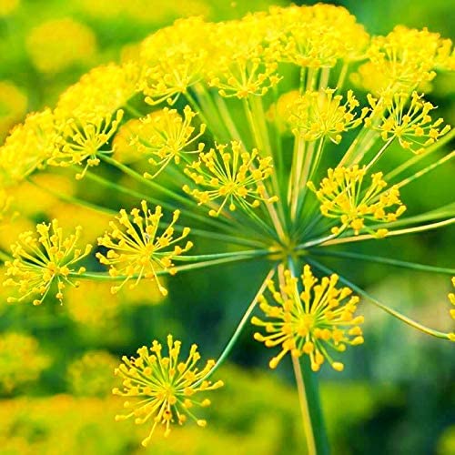 Imported Dill Herb(Soya) Seeds For Home And Kitchen Gardening 2500 Beej V28
