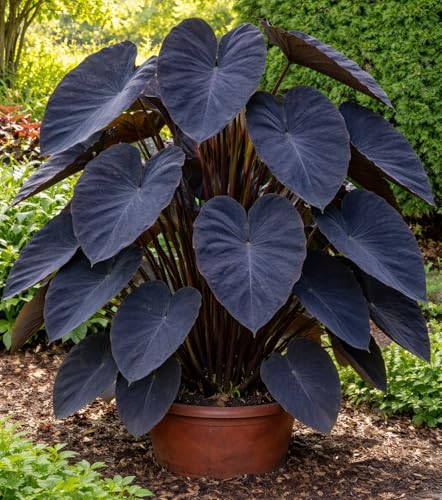 Black Magic Elephant Ear Bulb (Colocasia Black Magic) Live Plant Dark Colored Foliage Tropical Statement Plant for Garden or Patio (1 Bulb)