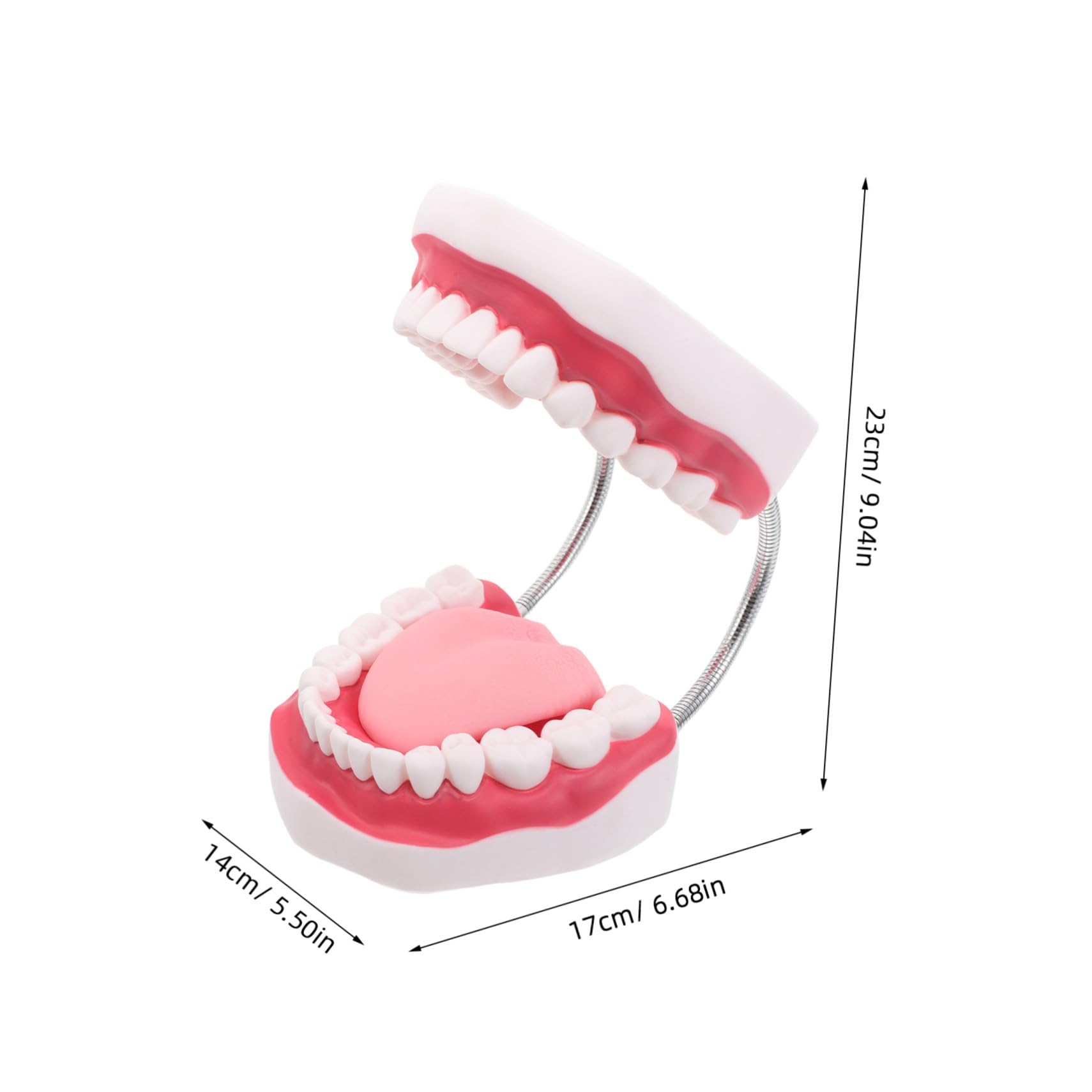 Modello Denti Adulti 56x Ingrandito in Pvc per Pratica Orale | Struttura Integrata Mascella Superiore e Inferiore, con Lingua, Adatto a Formazione Clinica e Dimostrazione