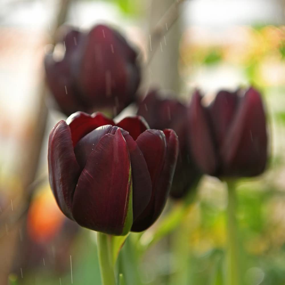 5 Bulbi Di Tulipano Nero Perenne - Fiori Resistenti Al Freddo Per Giardino, Balcone E Vasi