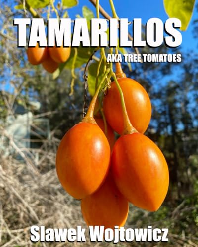 Tamarillos: aka Tree Tomatoes