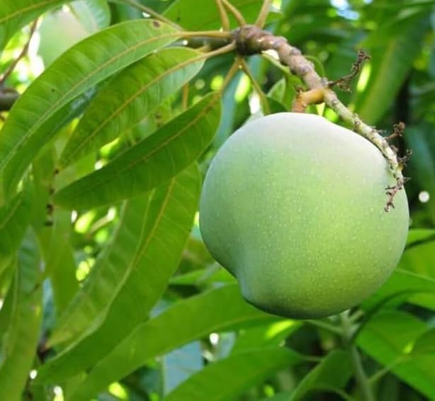 Grafted Dwarf Carrie Mango Tree Large Yellow Mango Plant 2 Feet Tall 3 Gallon Pot- No Ship CA